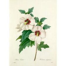 hibiscus art for sale  Sebastopol