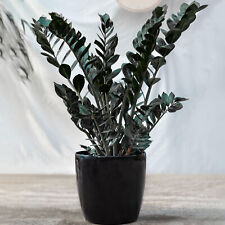 Evergreen zamioculcas raven for sale  UK