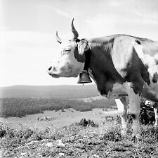 1959 vache cloche d'occasion  Ballon