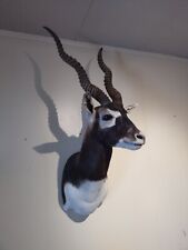 antelope deer wall mount for sale  Flagstaff
