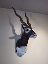 Large blackbuck shoulder for sale  Flagstaff