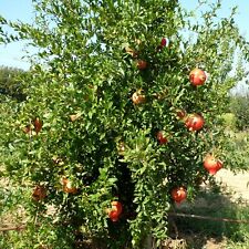 Granatapfel punica granatum gebraucht kaufen  Heinsberg