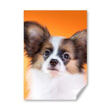 Papillon cute puppy for sale  SELBY