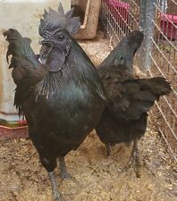 Gorgeous purebred ayam for sale  Elmwood