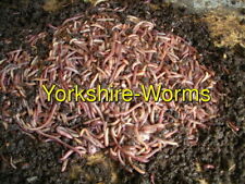 Tiger worms composting for sale  YORK