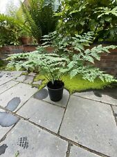 Fern plant XL Large Plant (Dryopteris affinis) Plants To Your Door for sale  NORTHWICH
