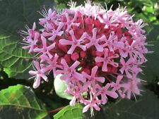 Clerodendrum bungei rose for sale  Chiefland