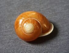 Calocochlia cailliaudi 45.2 mm GEM  " rarely seen  land snail  collection for sale  Shipping to South Africa