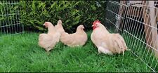 Lemon cuckoo pekin for sale  GLOUCESTER