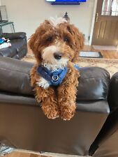 Xxs dog harness for sale  Topeka