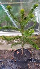 Araucaria araucana schmucktann gebraucht kaufen  Ennepetal