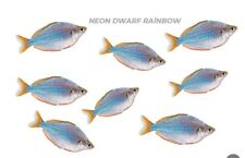 Neon dwarf rainbowfish for sale  LONDON