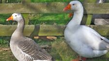 Pilgrim geese hatching for sale  HEREFORD
