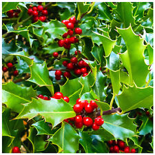 Common holly hedging for sale  NEWTOWNARDS