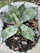 Large size agave for sale  Collinston