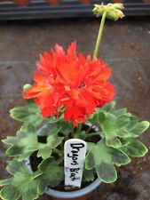 Pelargonium geranium stellar for sale  NORTHWICH