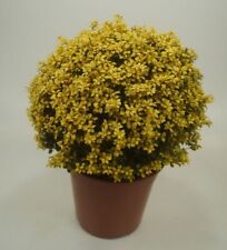 Ilex crenata golden gebraucht kaufen  Goch