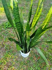 Snake plants roots for sale  Lecanto
