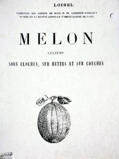 Melon culture cloches d'occasion  Nîmes