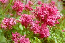 Red valerian 40 for sale  EXETER