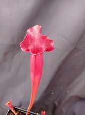 Sarracenia purpurea hybrid for sale  SHEFFIELD