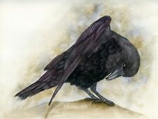 Raven corvid wild for sale  YEOVIL