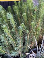 Pinus brutia eldarica for sale  Golden Valley