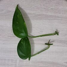 Pothos nitrate remover for sale  DERBY