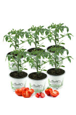 Tomatenset tomatenpflanzen nor gebraucht kaufen  Obrighoven