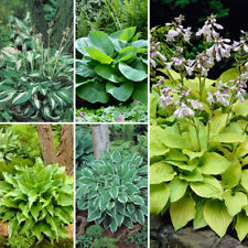 Hosta collection bare for sale  PETERBOROUGH