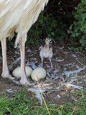 Greater Rhea Hatching Eggs x2 for sale  MELTON MOWBRAY