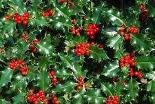 Holly hedging plants for sale  Shipping to Ireland
