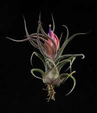 Tillandsia pruinosa live for sale  DRONFIELD