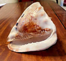 Conch shell sea for sale  Maitland