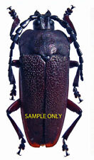 PRIONINAE Holonotus laevithorax *****female *****MEXICO for sale  Shipping to South Africa