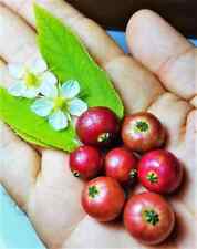 Graines cerisier jamaïque d'occasion  Mantes-la-Jolie