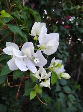 Bougainvillea white plant for sale  Shipping to Ireland