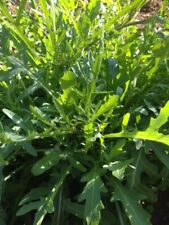 Wild rocket diplotaxis for sale  CULLOMPTON
