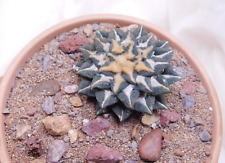 Ariocarpus kotschoubeyanus gra for sale  Grand Prairie