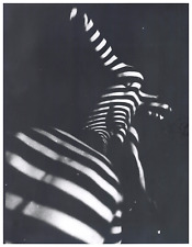 Vintage zebra nude d'occasion  Expédié en Belgium