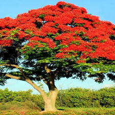 Royal poinciana red for sale  Lincolnton
