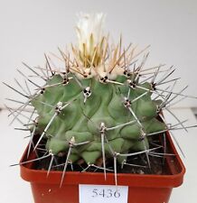 Thelocactus rinconensis var. lophothele /5436/,D88mm,own root for sale  Shipping to South Africa