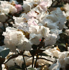 Großblumige rhododendron quee gebraucht kaufen  Bad Zwischenahn