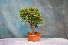 Willow leaf ficus for sale  North Fort Myers
