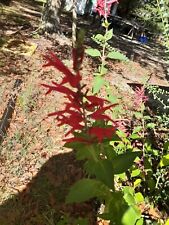 Pineapple sage live for sale  Lyons