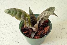 Cryptanthus indian maiden for sale  Floral City