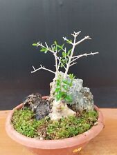 Olive bonsai composition for sale  Shipping to Ireland