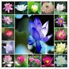 Teichpflanzen wasserpflanzen lotus gebraucht kaufen  Beeckerwerth,-Beeck