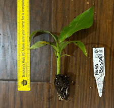 Hardy banana plant for sale  Bossier City