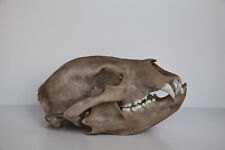 Black bear skull for sale  Shipping to Ireland